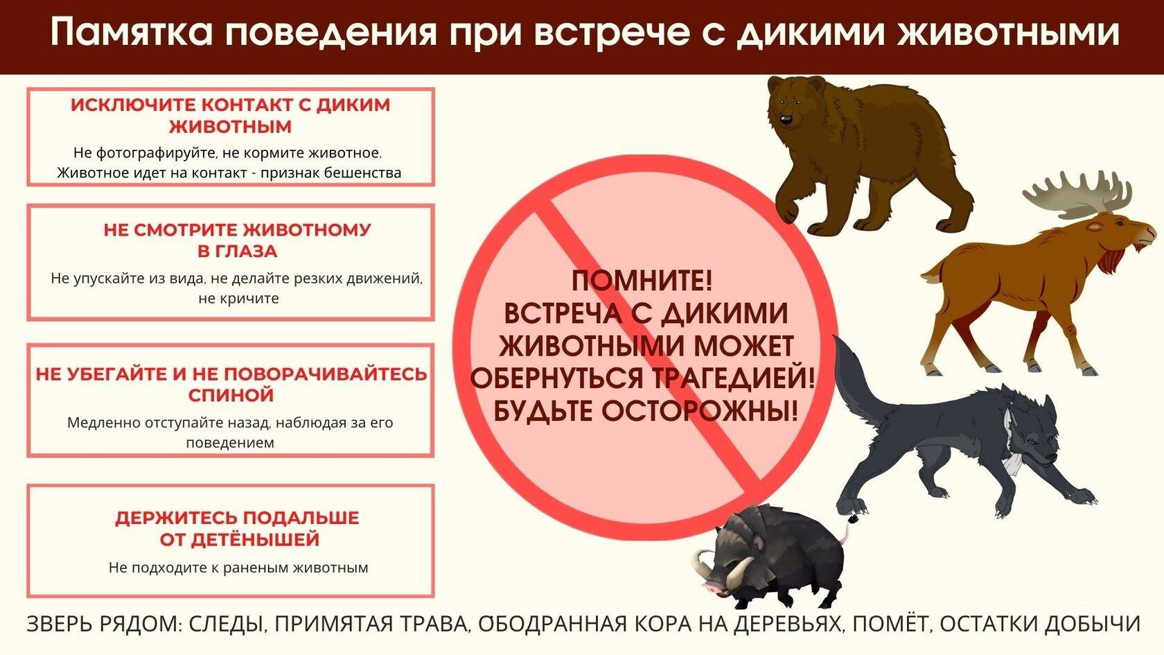 Правила поведения с дикими животными