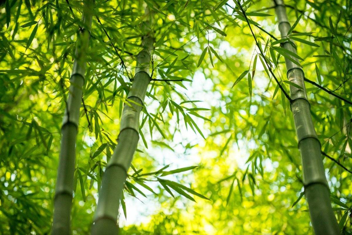 Декоративный бамбук: секреты ухода и выращивания