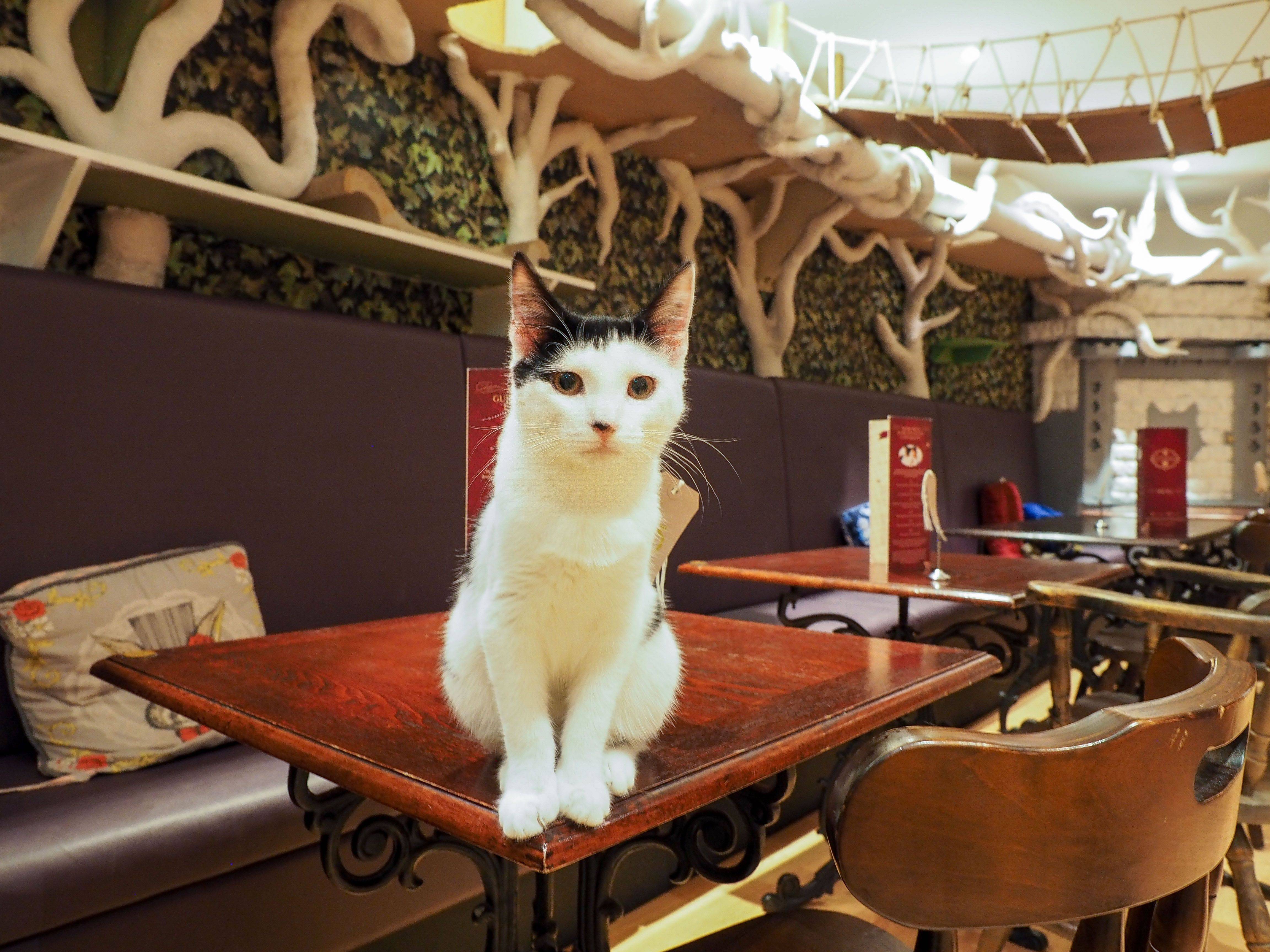 Lady Dinah s Cat Emporium ресторан с котами