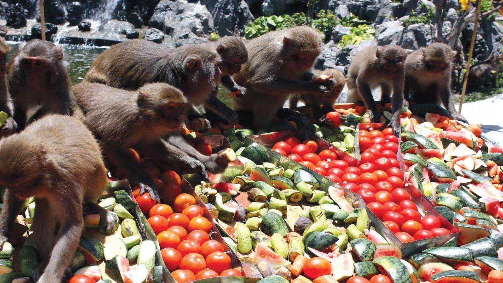 Остров обезьян хон-лао в нячанге, вьетнам естественный заповедник