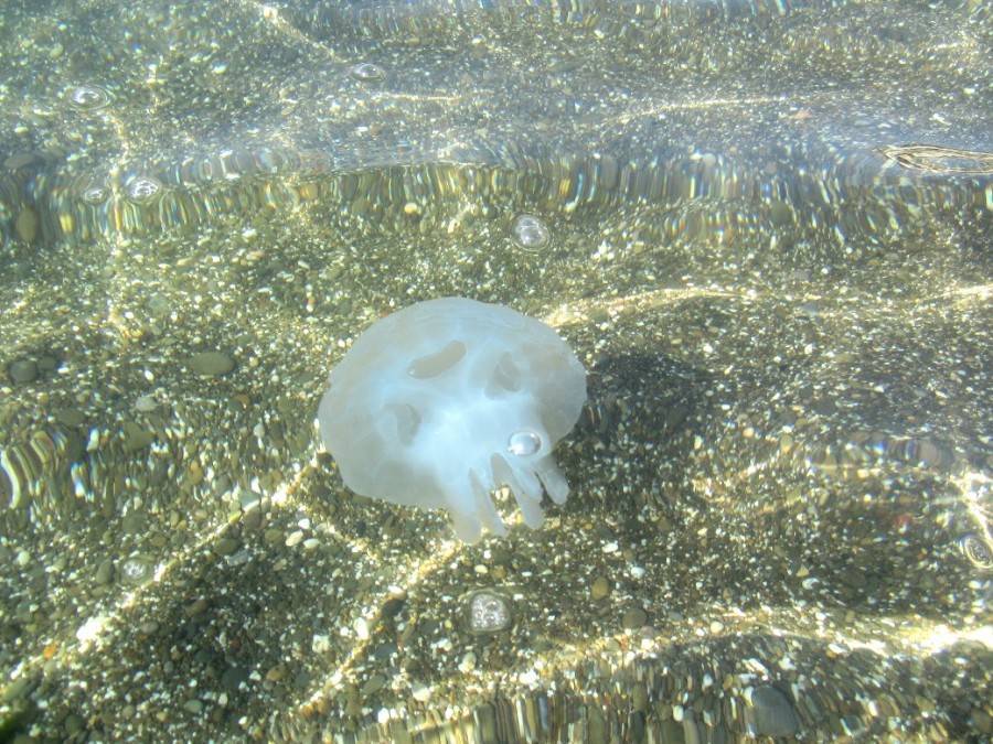 Медузы в таиланде: что делать при укусе медузы | едем сами с ok_vickie