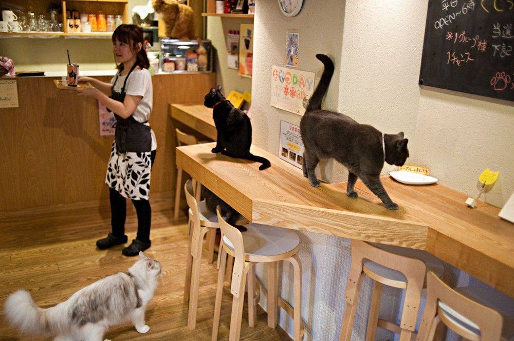 Что посмотреть в чианг мае: кошачье кафе (котокафе) для любителей котиков :) отзыв, фото и видео