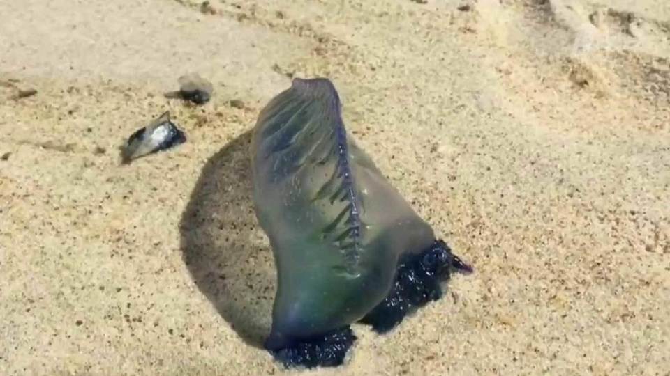 На черном море ужалила медуза в таиланде или в тунисе | главный перинатальный - всё про беременность и роды