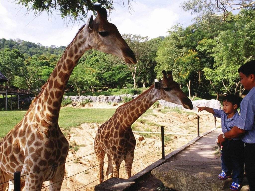 Зоопарк кхао кхео в тайланде, паттайя - khao kheow open zoo | открой свой таиланд!