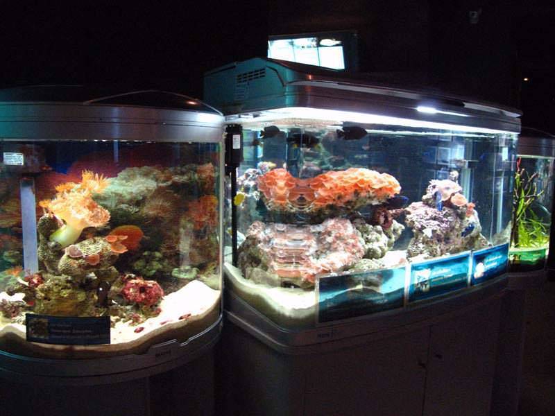Пляж пхукет аквариум: видео, фото  / phuket aquarium beach