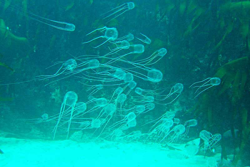 Медузы в таиланде: что делать при укусе медузы