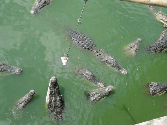 Крокодиловая ферма и парк миллионолетних камней в паттайе