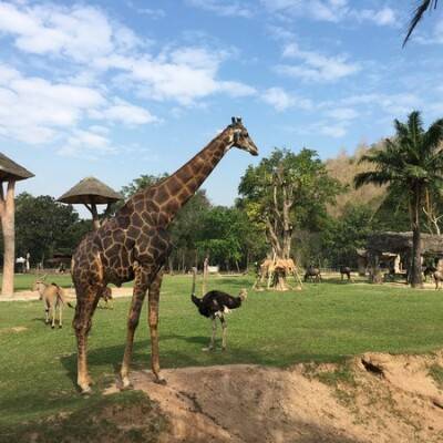 Открытый зоопарк кхао кхео
