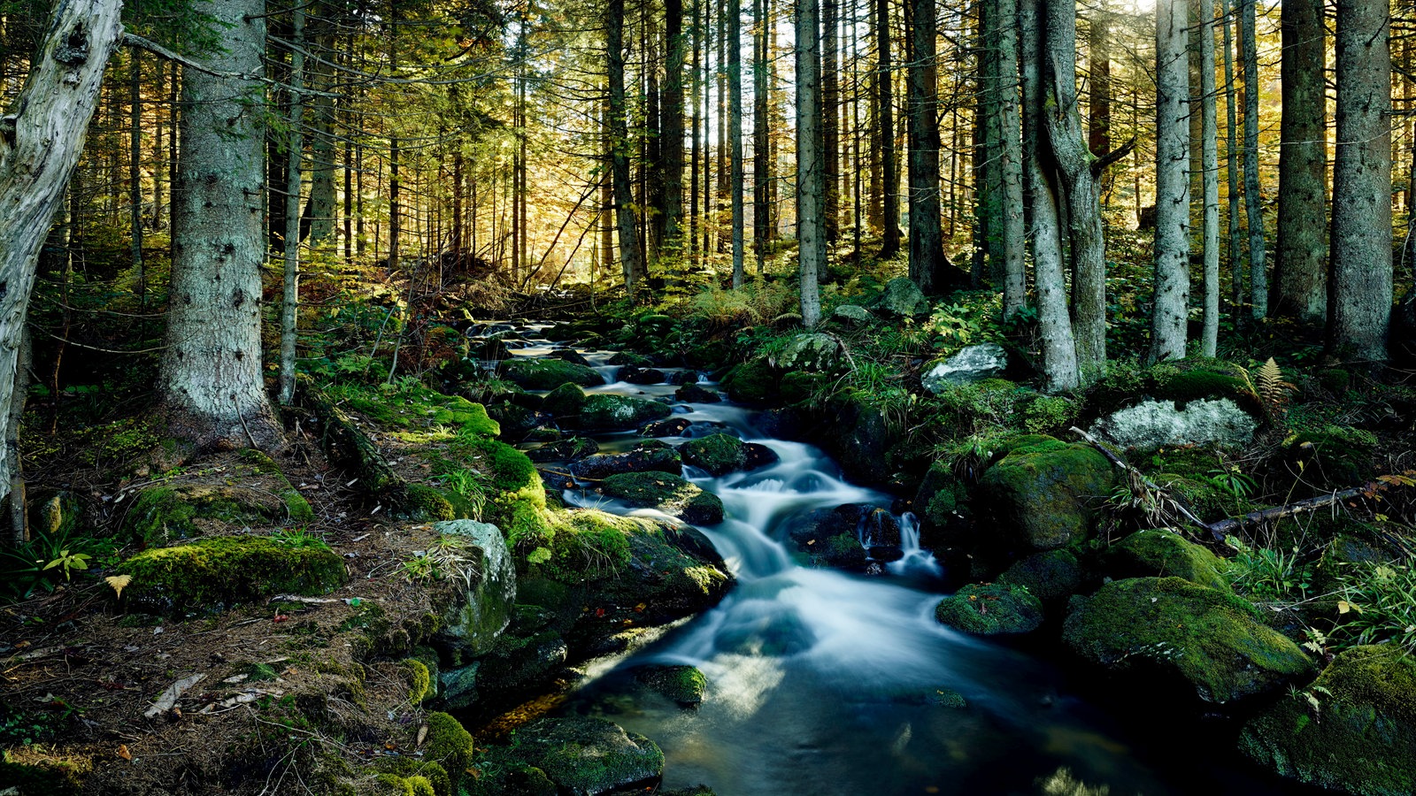 Национальный парк Bayerischer Wald