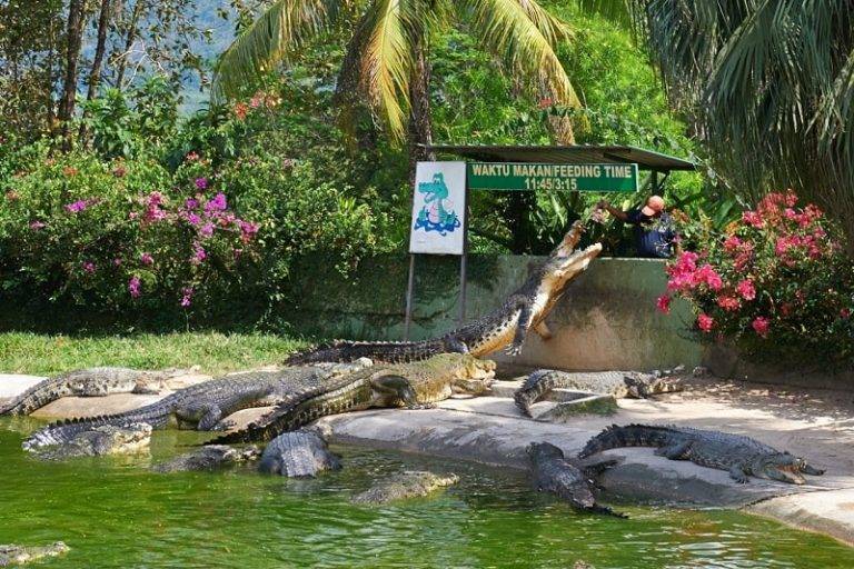 Парк древних камней и крокодиловая ферма, паттайя (таиланд): история, фото, как добраться, адрес
на карте и время работы в 2021 - 2022