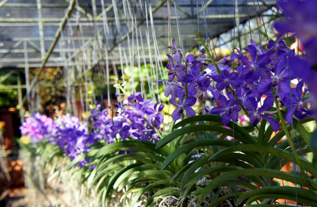 Тайская орхидея: фото цветка, где можно заказать и как правильно выбрать красавицу, а также что делать с растением после его получения в бутылке?дача эксперт