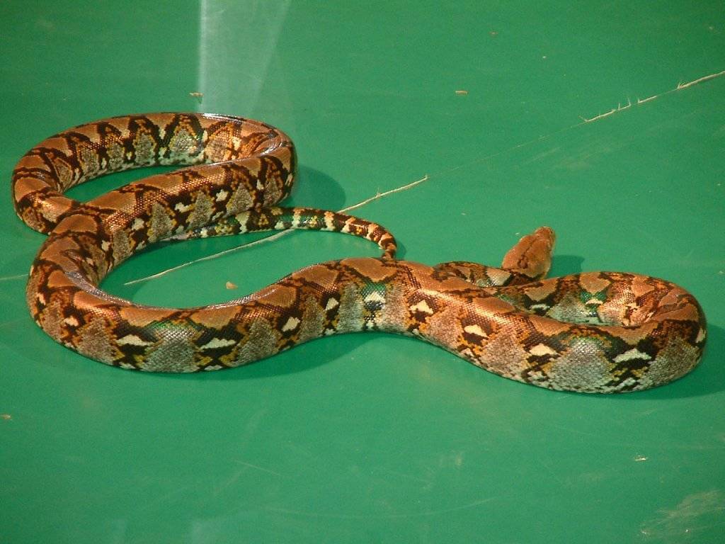 Разновидности змей в тайланде и первая помощь при укусе
