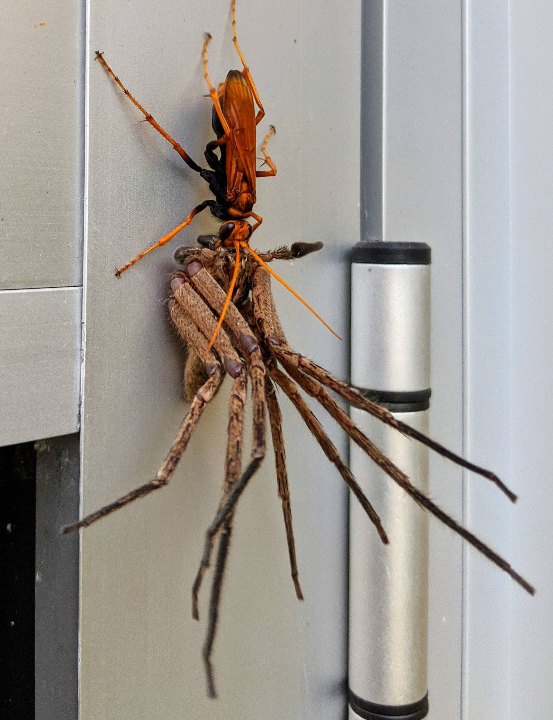 Сколько видов пауков в австралии – обзор самых необычных и опасных экземпляров | дезинфекция, дезинсекция, дератизация - информационный портал