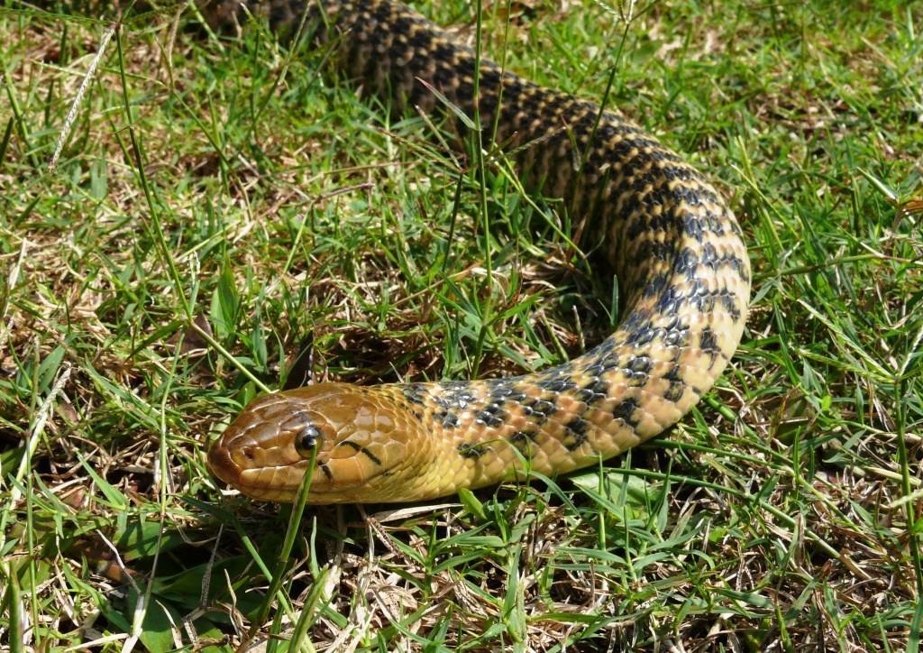 Змеи таиланда. ядовитые и опасные виды. что делать при укусе змеи | tailand-gid.org