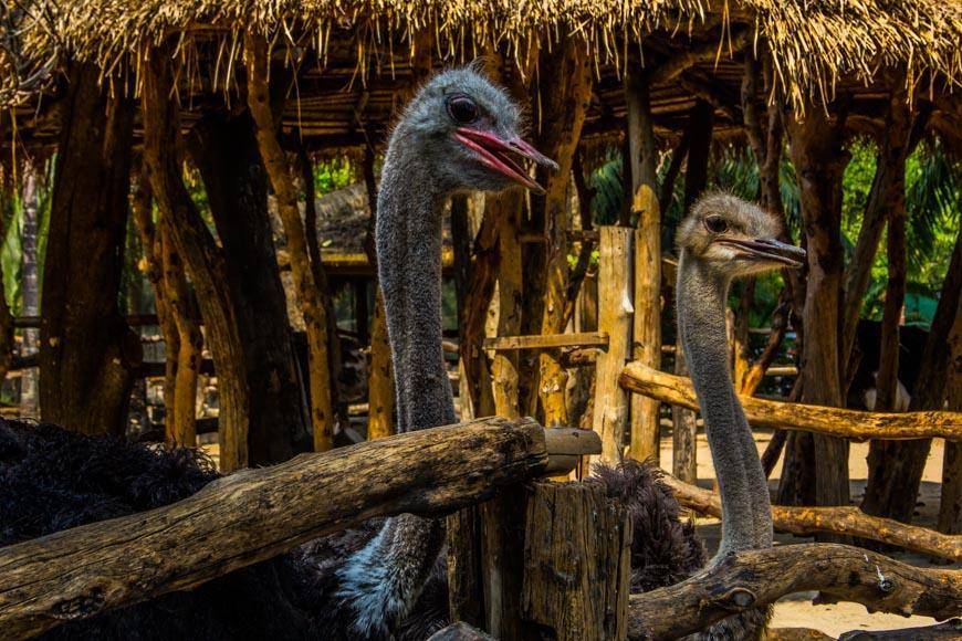 Зоопарк кхао кхео в паттайе: описание территории, как добраться, обитатели и развлекательные шоу + цены и время работы