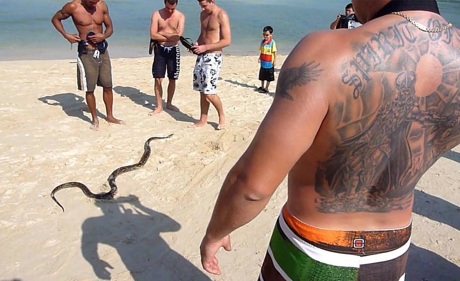 Змеи таиланда с фото и названиями - ядовитые и опасные, зелёные, морские, на пхукете и в паттайе