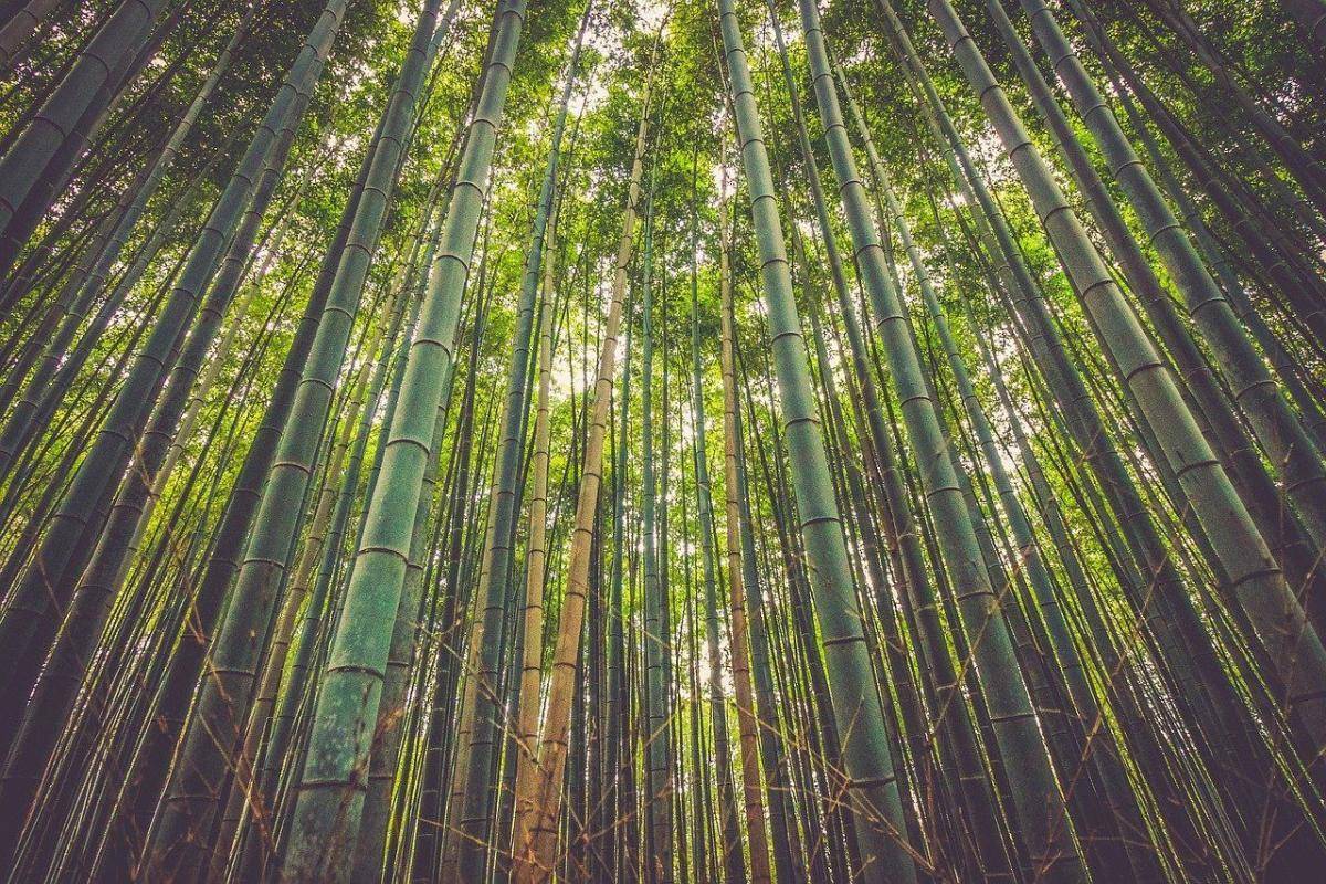 Бамбук – это дерево или трава, описание растения, фото, факты про бамбук, где растет и с какой скоростью, как его выращивать