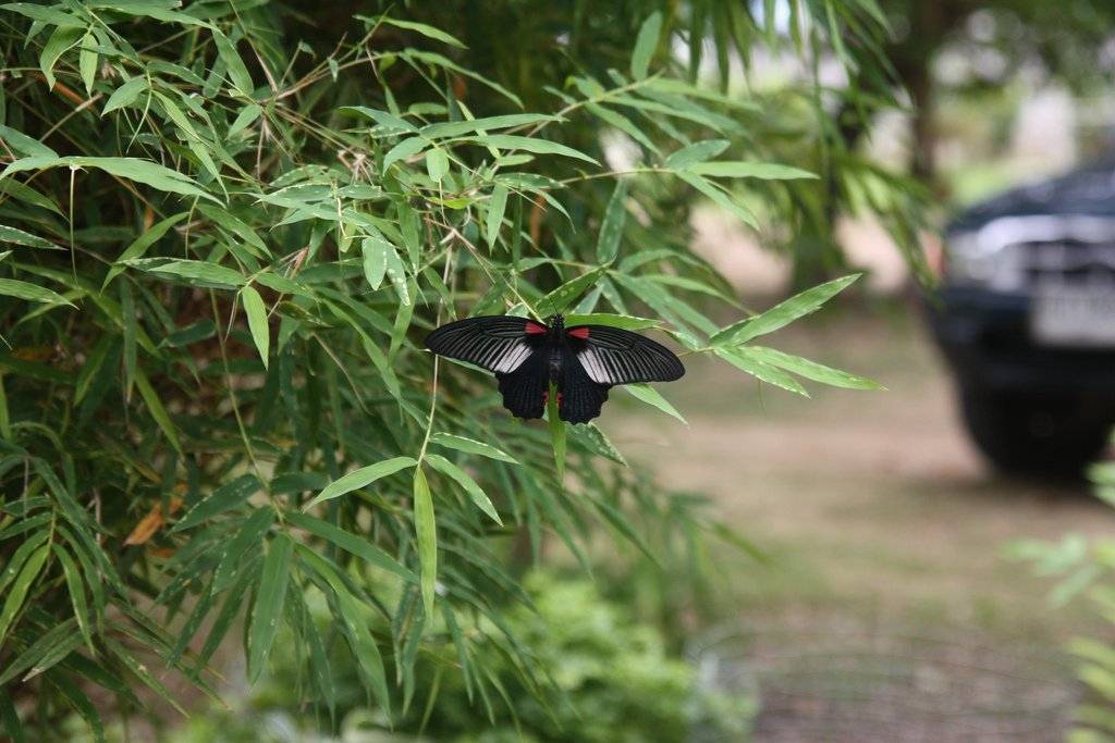 Парк бабочек в куала лумпур. потрясающий способ зарядиться позитивом