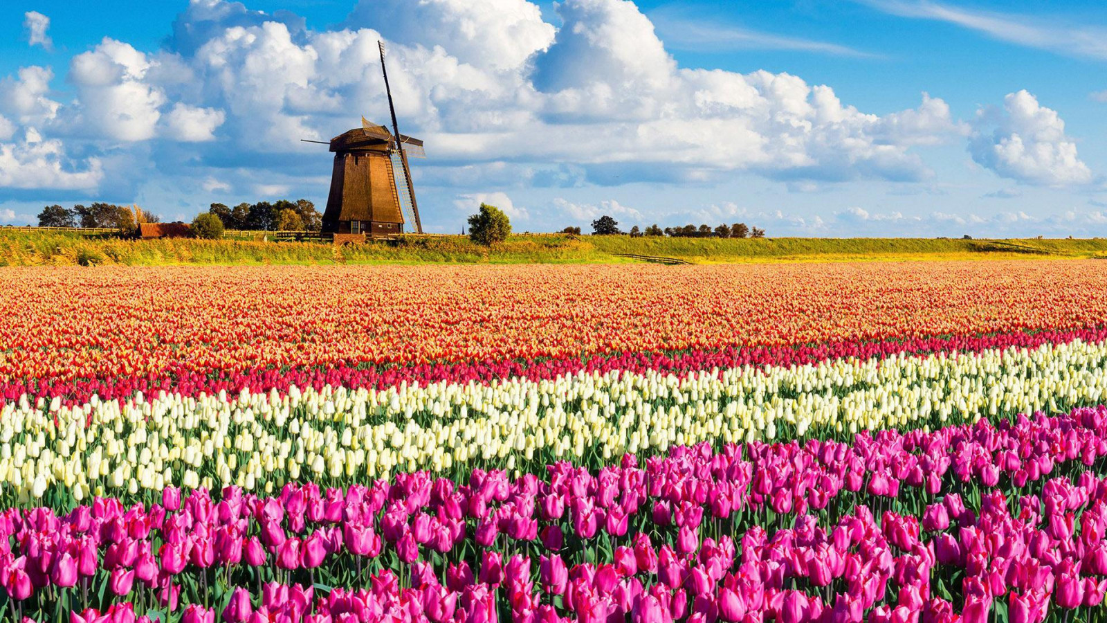 Кёкенхоф Нидерланды цветочные поля