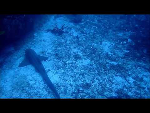 Есть ли акулы в сиамском заливе
