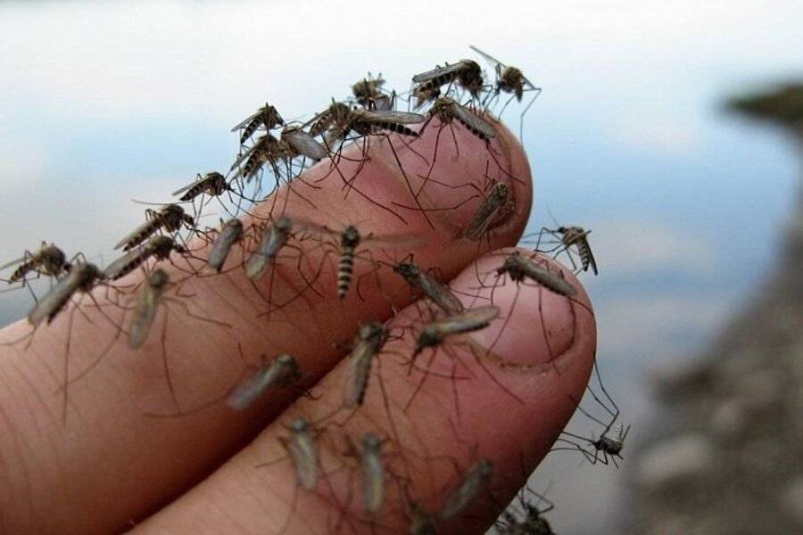 Комары в тайланде: есть ли они, опасны ли укусы, средства