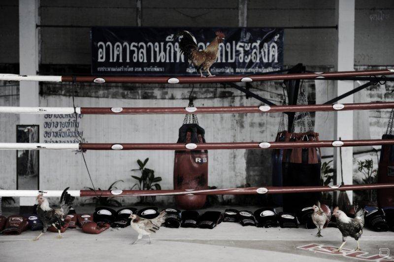 Техники и приёмы тайского бокса. теория и практика