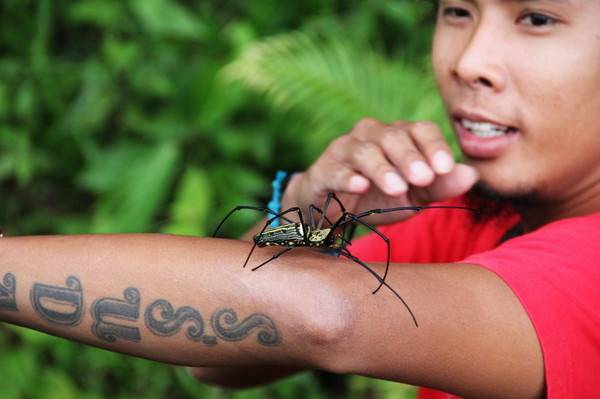 Опасности в тайланде: насекомые, змеи и прочая живность