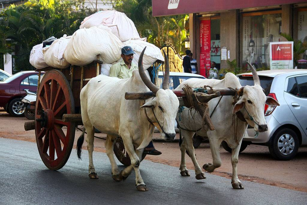 Как передвигаться в индии: транспорт индии. - проспект желаний