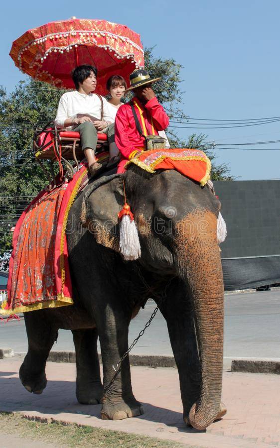 Шок! как на самом деле приручают слонов в тайланде!