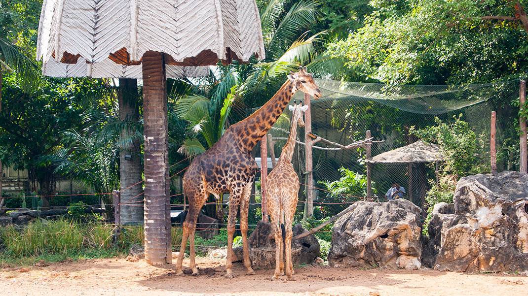 Стоит ли посещать зоопарк dusit zoo в бангкоке? (видео)
