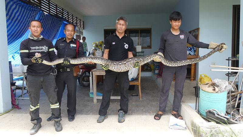 Ядовитые змеи таиланда
