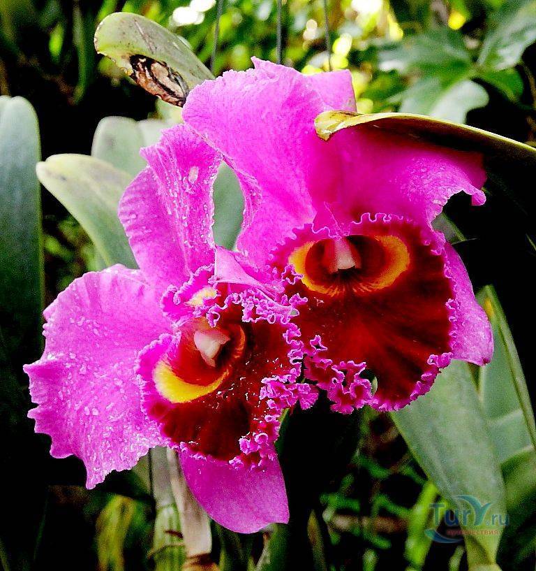 Ферма орхидей в паттайе