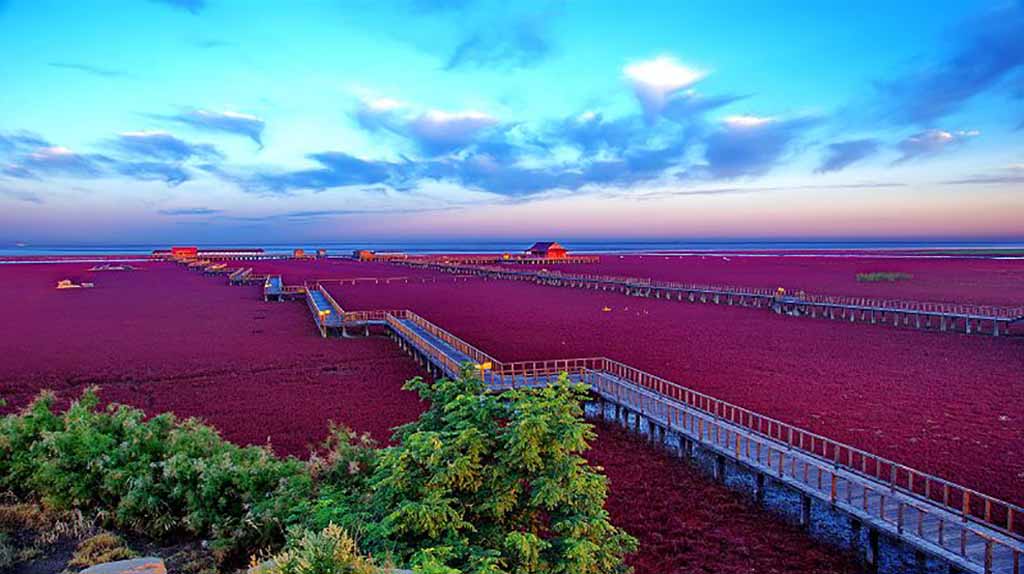 Красный пляж в Китае