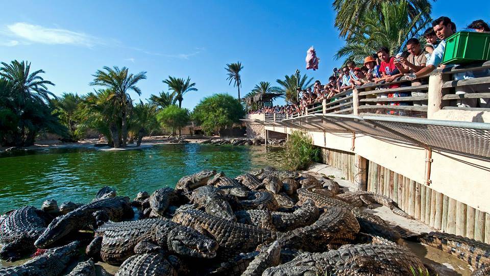 Crocoloco crocodile farm - visitors guide - israel in photos