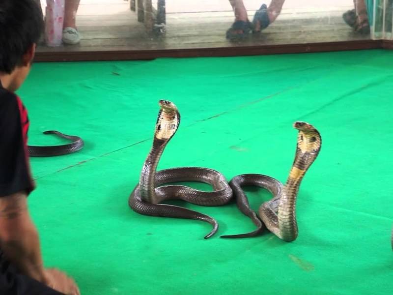 «милые» змеи тайланда. все ли так страшно? — ватдитай