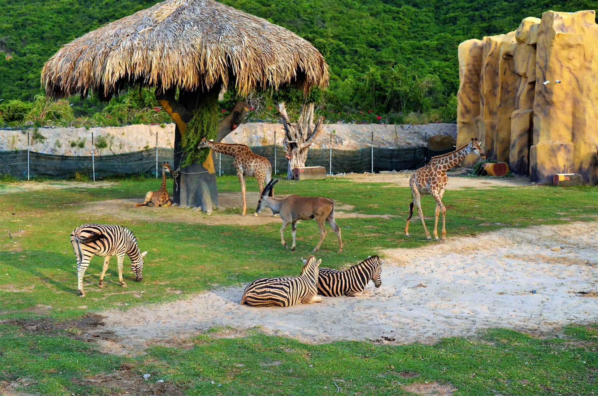Сафари-парк винперл на острове фукуок: прокатиться на джипе по саванне и пообедать с жирафами