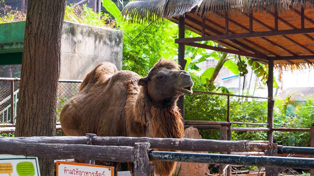 Dusit zoo - зоопарк в бангкоке: фото и описание, как добраться - 2021