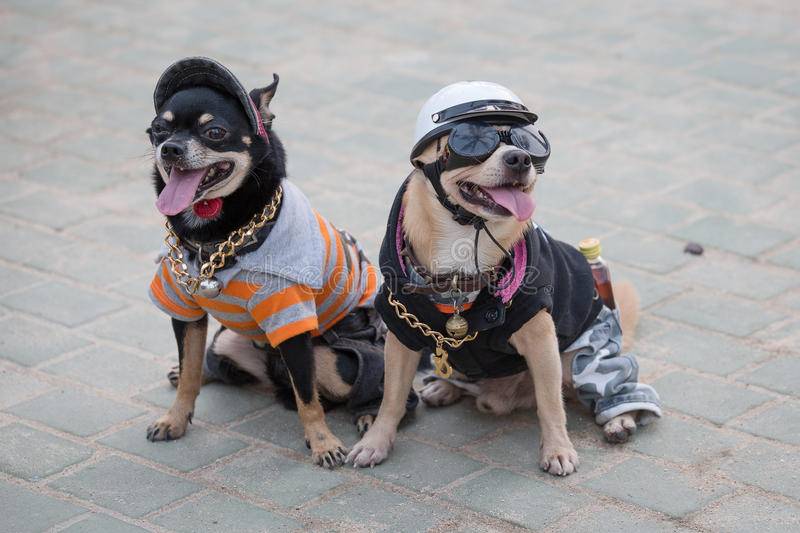 Собаки в тайланде: почему их так много и добрые ли они