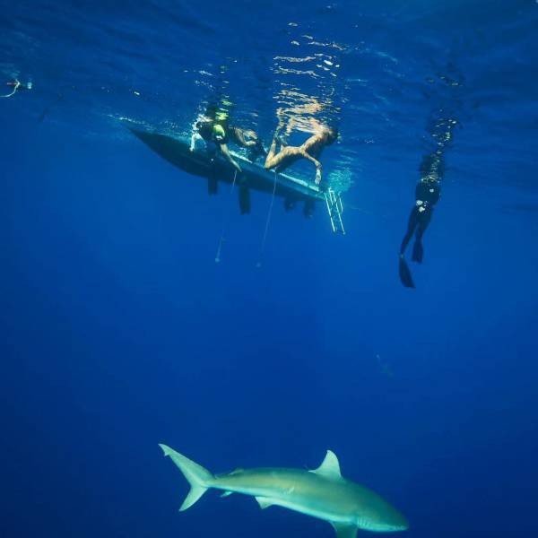 Опасные акулы в красном море 2022: какие есть, где, почему нападают