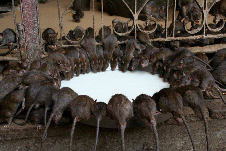 Карни мата – храм крыс в индии