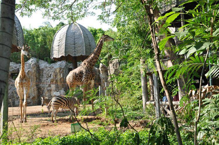 Зоопарк дусит в 2021 - 2022