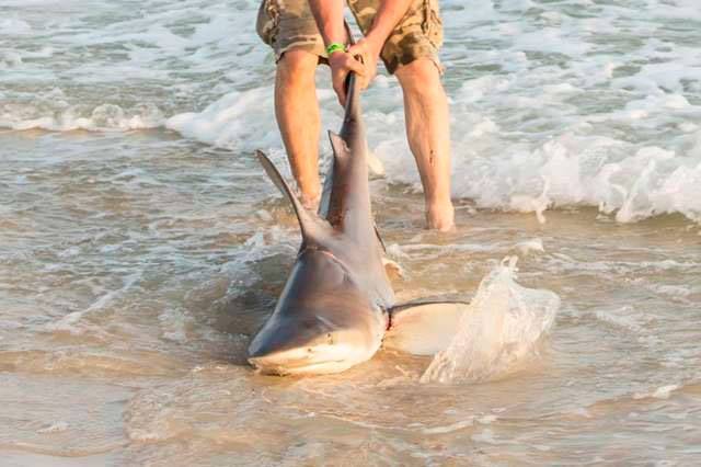 Акулы на пхукете: есть ли они, были ли случаи нападения
