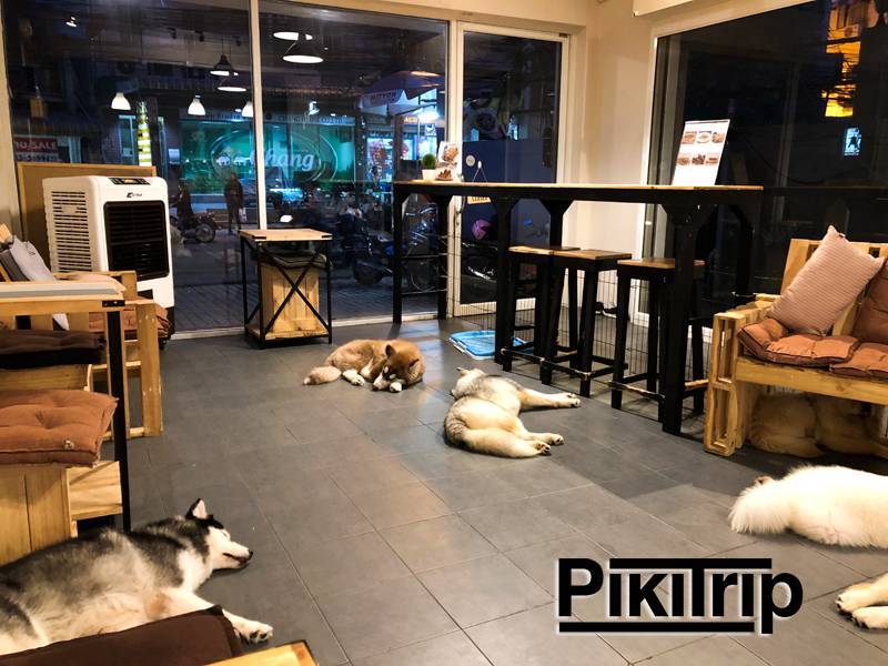 Собачье кафе в паттайе – фото и отзывы