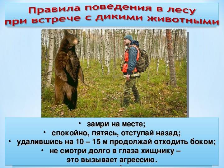 Как отпугнуть диких зверей в лесу. как защититься в лесу от дикого зверя? советы опытного туриста