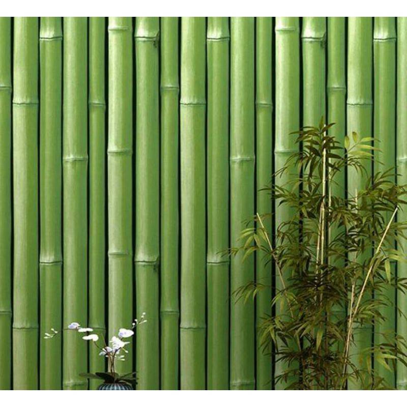 Бамбук: описание и виды бамбука