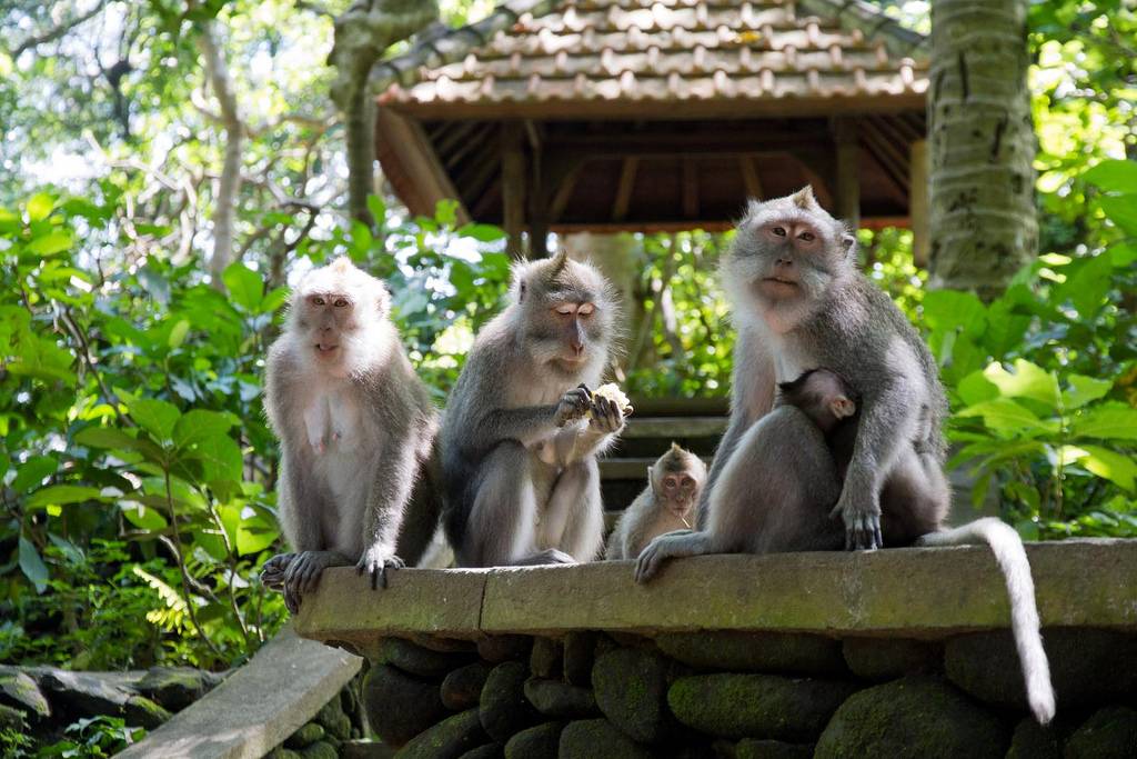 Лес обезьян в убуде. священный лес обезьян на бали в убуде (sacred monkey forest ubud) — сказочное место! расписание kura kura bus