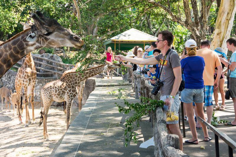 Зоопарк в паттайе кхао кхео