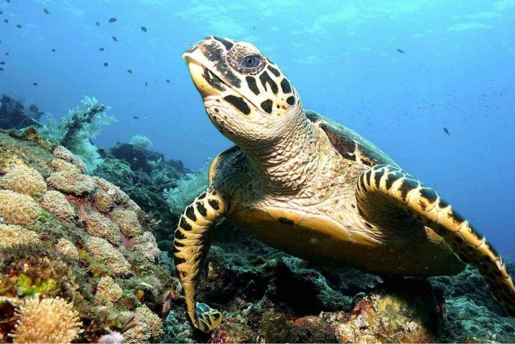 Опасный таиланд - опасные животные в море