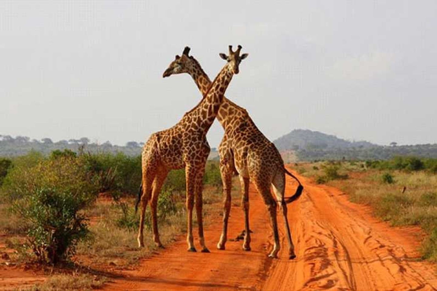 кения парки