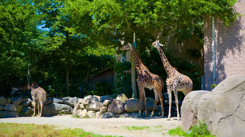 Зоопарк "лимпопо" в нижнем новогороде - фотообзор
